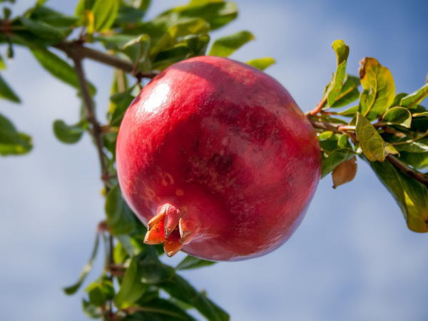 feature-pomegranate1