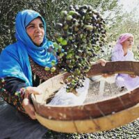 石鹸作りが家族の暮らしを支えている理由｜ナーブルスに受け継がれる伝統産業