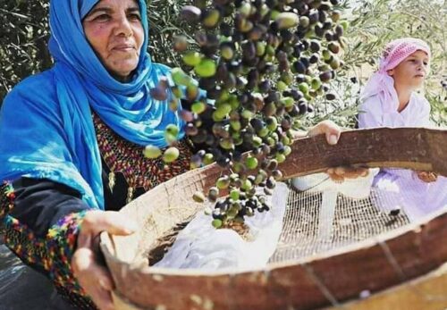 石鹸作りが家族の暮らしを支えている理由｜ナーブルスに受け継がれる伝統産業