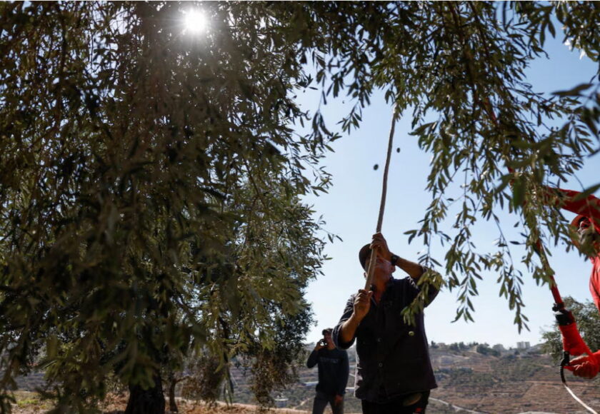 未来に残したいパレスチナの文化