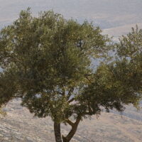 オリーブの木がつなぐ希望｜パレスチナ「Freedom Farms（自由農園）」の取り組み
