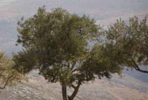 オリーブの木がつなぐ希望｜パレスチナ「Freedom Farms（自由農園）」の取り組み