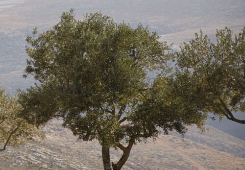 オリーブの木がつなぐ希望｜パレスチナ「Freedom Farms（自由農園）」の取り組み