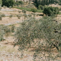 パレスチナの農家が語る失われた木への思い|オリーブとともに生きる記憶