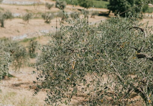 パレスチナの農家が語る失われた木への思い｜オリーブとともに生きる記憶