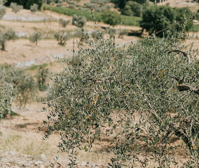 パレスチナの農家が語る失われた木への思い｜オリーブとともに生きる記憶