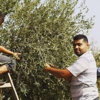 パレスチナの知恵|未来のために木を植える理由