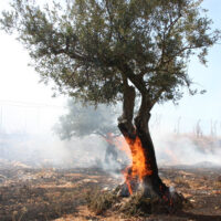 パレスチナの知恵|失っても立ち上がる力