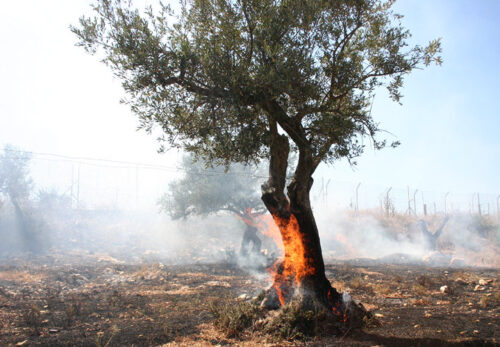 パレスチナの知恵|失っても立ち上がる力