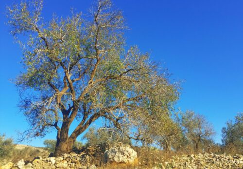 パレスチナのオリーブ収穫｜家族と地域で行う大切な行事