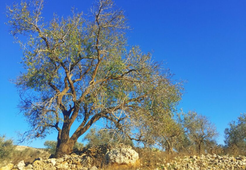 パレスチナのオリーブ収穫｜家族と地域で行う大切な行事