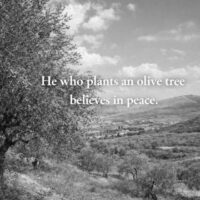 パレスチナの格言｜オリーブの木は平和の象徴