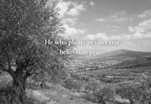 パレスチナの格言｜オリーブの木は平和の象徴