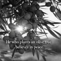 パレスチナの格言｜オリーブは忍耐の木