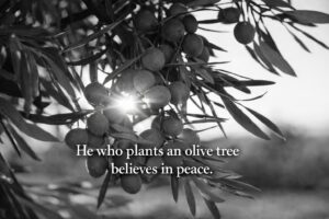 パレスチナの格言｜オリーブは忍耐の木