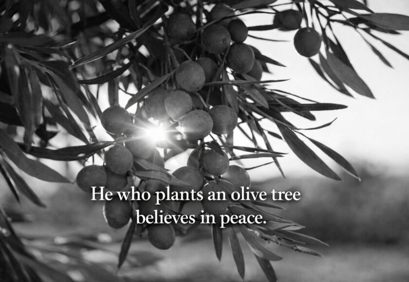 パレスチナの格言｜オリーブは忍耐の木