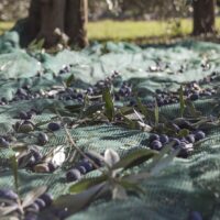 パレスチナ文化とは？オリーブとともに生きる人々の暮らし