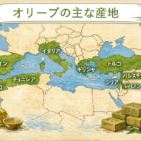 >オリーブの主な産地一覧と特徴｜国と地域ごとの違いを解説