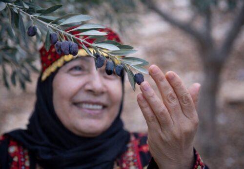 パレスチナの伝統美容｜オリーブオイルと自然素材のスキンケア