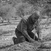 オリーブオイル生産が絶たれた村の再起｜失われた木々と再び根を張る人々