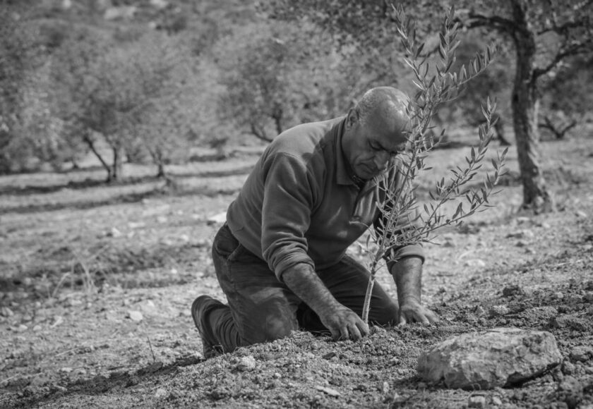 オリーブオイル生産が絶たれた村の再起｜失われた木々と再び根を張る人々