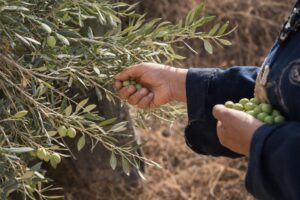 パレスチナ「土地の日 (Land Day)」とは？土地・記憶・文化をめぐる闘い