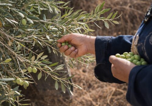 パレスチナ「土地の日 (Land Day)」とは？土地・記憶・文化をめぐる闘い