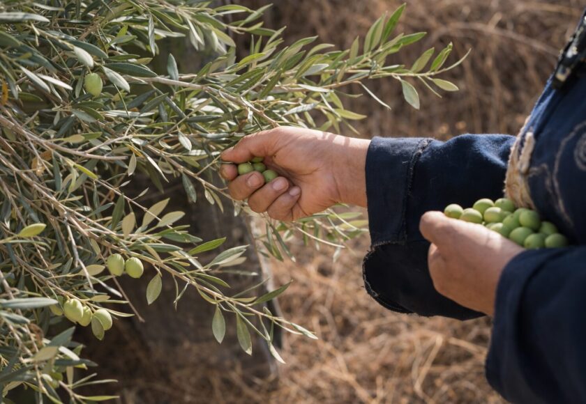 パレスチナ「土地の日 (Land Day)」とは？土地・記憶・文化をめぐる闘い
