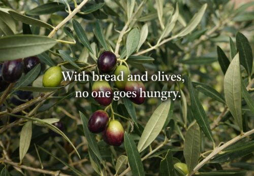 パレスチナの格言｜パンとオリーブがあれば飢えない
