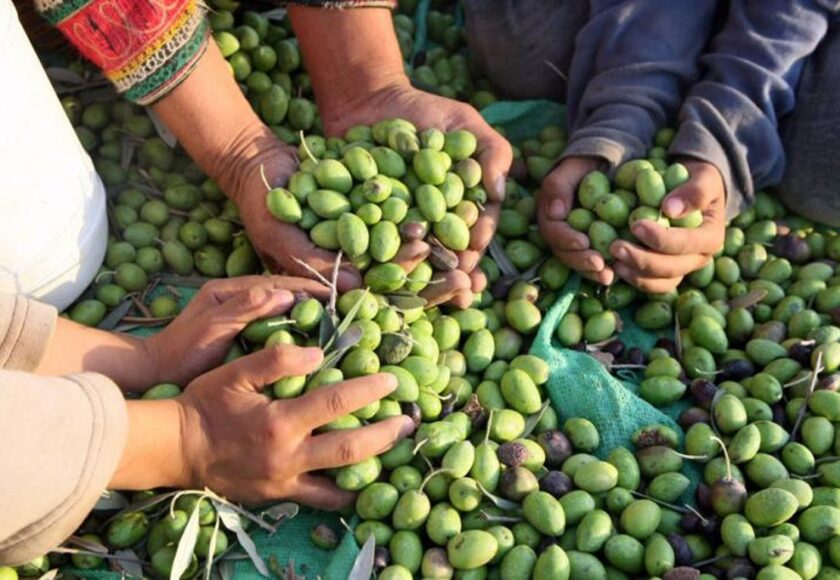 オリーブの等級と石鹸の関係｜エクストラバージンは本当に良いのか