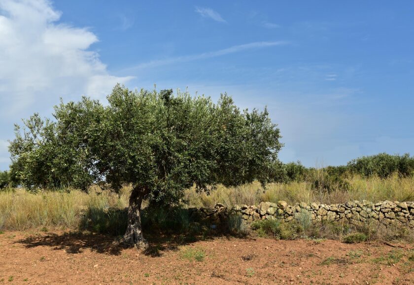 パレスチナの知恵｜「持たない豊かさ」という考え方