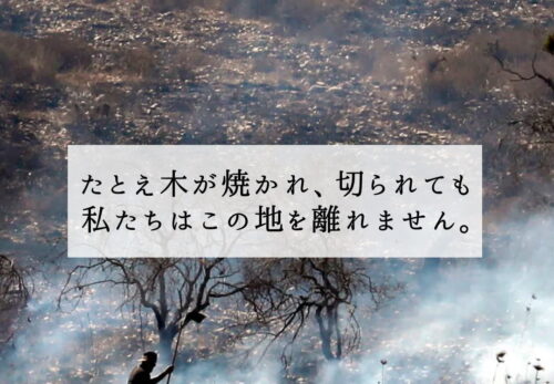 「たとえ木が焼かれ、切られても、私たちはこの地を離れません。」