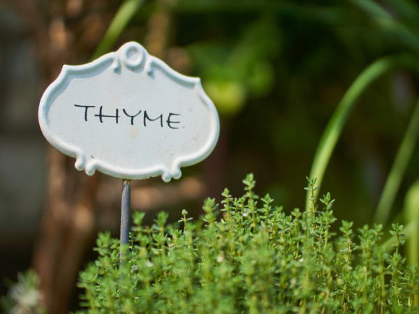feature-thyme3