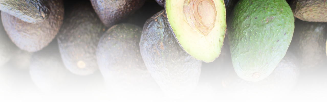 header-avocado