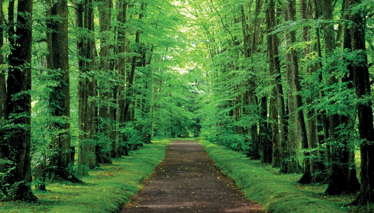 image-forest-japan