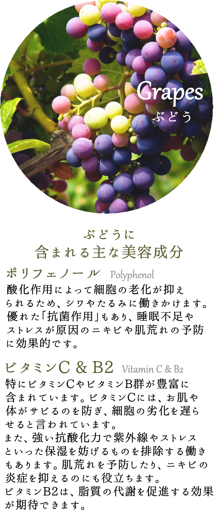 image-grapes5
