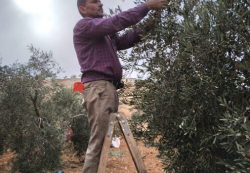 パレスチナの知恵｜「サブル（忍耐）」という生き方