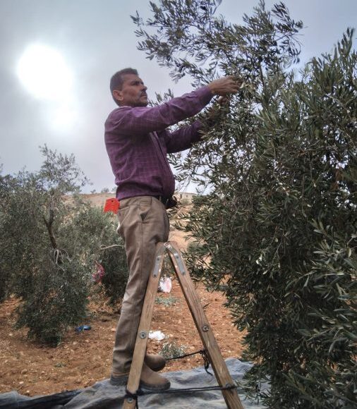 パレスチナの知恵｜「サブル（忍耐）」という生き方